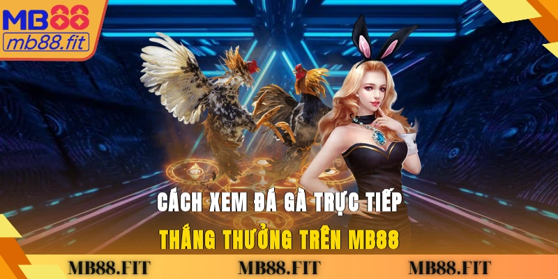 Cách xem đá gà trực tiếp thắng thưởng trên MB88