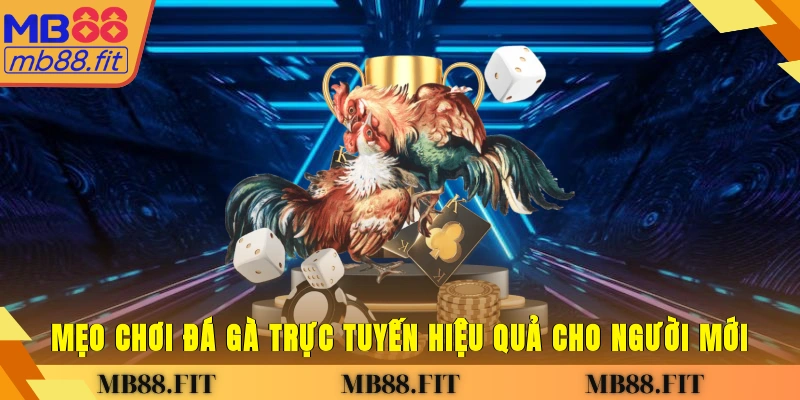 Mẹo chơi đá gà trực tuyến hiệu quả cho người mới