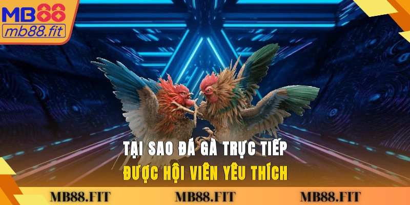 Tại sao đá gà trực tiếp được hội viên yêu thích?